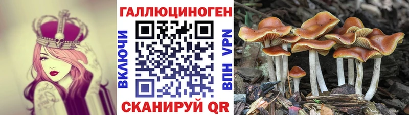 Галлюциногенные грибы Cubensis Красавино